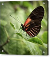 Wings Of The Tropics Butterfly Acrylic Print