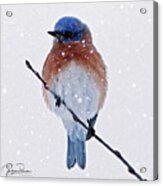 Winter Bluebird Acrylic Print