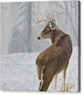 Winter Coat Buck Acrylic Print