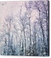 Winter Forest Acrylic Print