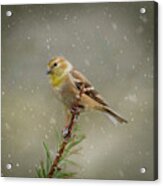 Winter Goldfinch Acrylic Print