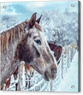 Winter Horses Acrylic Print