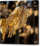 Winter Leaves Left Acrylic Print