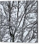 Winter Sky Through Snow Branches Acrylic Print