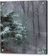 Winter Snow And Evergreen Acrylic Print