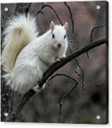 Winter Squirrel Acrylic Print