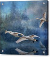 Winter Swans Acrylic Print