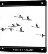 Winter Swans Acrylic Print