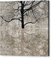 Winter Tree Acrylic Print