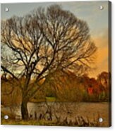 Winter Tree On The River Tweed Acrylic Print