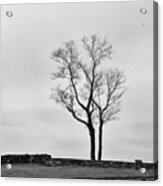 Winter Trees And Fences Acrylic Print