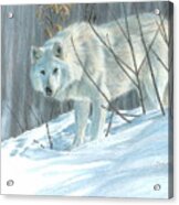 Winter Wolf Acrylic Print