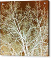 Winter's Dance Acrylic Print