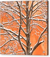 Winter's Touch Acrylic Print