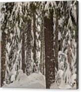 Wintry Forest Acrylic Print