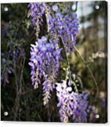Wisteria In Bloom Acrylic Print