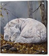 Wolf Dreams Acrylic Print