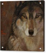 Wolf Head Acrylic Print