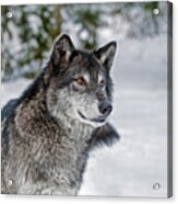 Wolf Portrait Acrylic Print