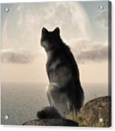 Wolf Watching The Moonrise Acrylic Print