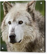 Wolf Acrylic Print