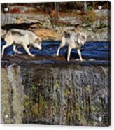Wolves looking over the edge of a waterfall on the Kettle River Photograph  by Reimar Gaertner - Fine Art America