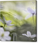 Wood Anemone Spring Flower Paradise Acrylic Print