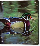 Wood Duck Acrylic Print