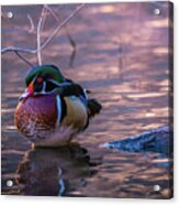 Wood Duck Resting Acrylic Print