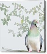 Wood Pigeon Acrylic Print