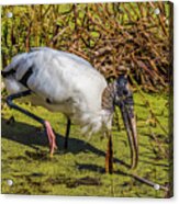 Wood Stork In Duck Weed Acrylic Print