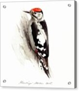 Woodpecker Acrylic Print