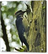 Woodpecker In The Forest Acrylic Print