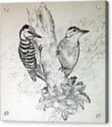 Woodpecker Acrylic Print