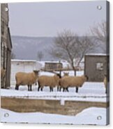 Wooly Town Acrylic Print