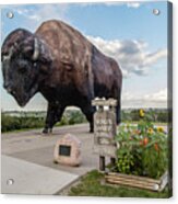Worlds Largest Buffalo In North Dakota Acrylic Print