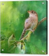 Wren In The Garden Bird Art Acrylic Print