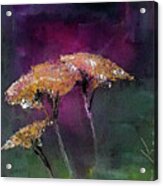 Yarrow In The Dark Painting Acrylic Print