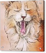 Yawning Ginger Cat Acrylic Print