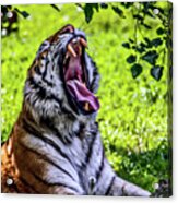 Yawning Tiger Acrylic Print