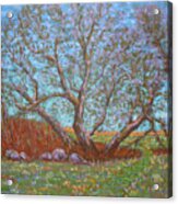 Ye Old Apple Tree In Early Spring Acrylic Print