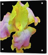 Yellow And Pink Iris Acrylic Print