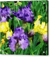 Yellow And Purple Irises Acrylic Print