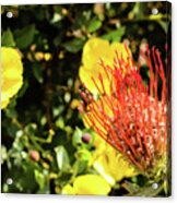 Yellow And Red Acrylic Print