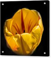 Yellow And Red Tulip Acrylic Print