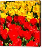 Yellow And Red Tulips Acrylic Print