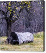 Yellow Apples Acrylic Print