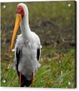 Yellow-billed Stork Acrylic Print