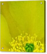 Yellow Bloom 1 - Prickly Pear Cactus Acrylic Print