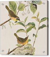 Yellow-breasted Warbler Acrylic Print